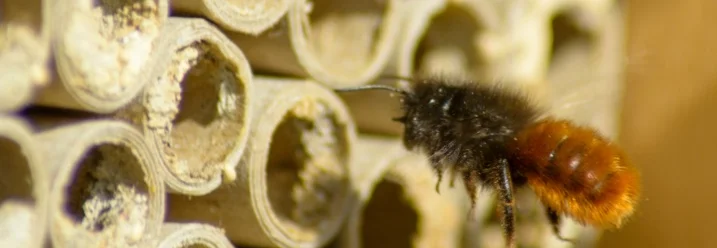 Biene an einem Insektenhotel